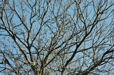 Colour photograph of bare branches outlined against a blue sky