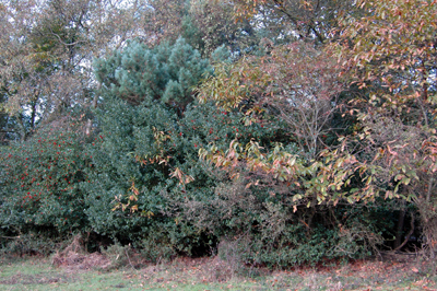 Colour photograph of different trees together