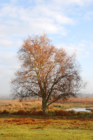 Colour photograph of a single tree outlined against a hazy blue sky, with water and reed beds in the background and grass and fallen leaves in the foreground, highlighting autumn colours.