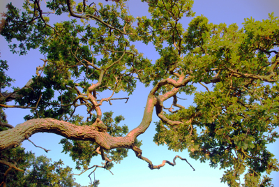 Colour photograph of the branch of an oak tree reaching up to the sky.