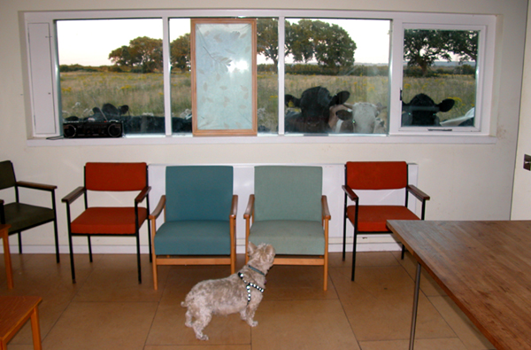 Photograph showing a Westie barking in front of a wall that is lined with chairs, while bullocks look through the windows above at her.