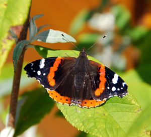 Colour photograph of a black, white and orange butterfly sitting on a green leaf.