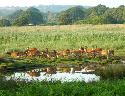 Colour photograph of a small herd of deer, feeding behind a pond which they are reflected in. Behind them are reed beds and trees. 