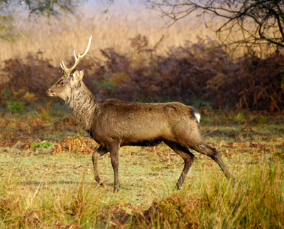 Colour photograph of a stag in profile against a background of autumn colours.