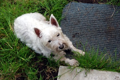 Colour photograph of a Westie with a dirty face, lying down on the grass next to a concrete step and a grey mat