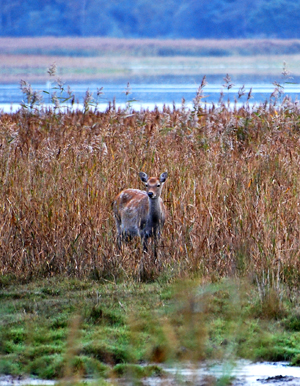 Colour photograph of a doe staring at the camera out of the reed beds.