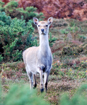 Colour photograph of a young white doe, moving towards the camera.