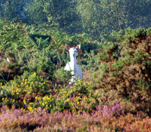 Colour photograph of a white doe looking out at the camera from gorse bushes.