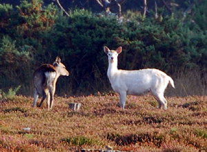 Colour photograph of a white doe looking at the camera, with a brown doe grazing beside her.