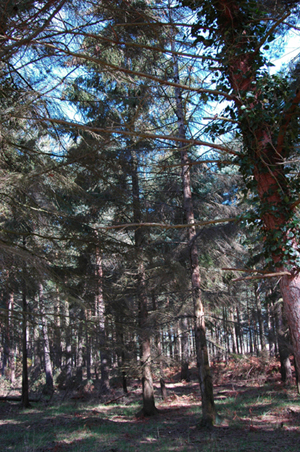 Colour photograph of pine trees reaching up to a blue sky, with grass beneath them.