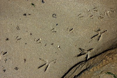 Colour photograph of bird tracks in wet sand.