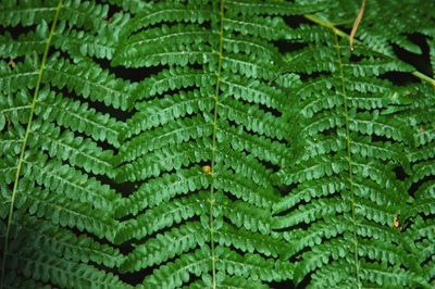 Close up colour photograph of green ferns, the fronds touching each other.