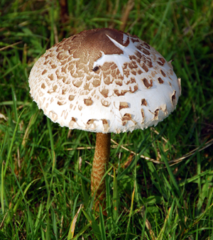 Colour photograph of a toadstool, creamy and brown, on a slender brown stem in the grass.