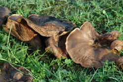 Colour photograph of fleshy, leather-like brown fungi.