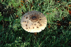 Colour photograph of a flat round brown and beige toadstool, viewed from above.
