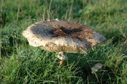 Colour photograph of a large, flat, irregular brown and beige toadstool, viewed from the side.