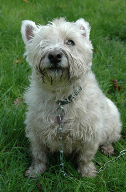 Colour photograph of a Westie with its face covered in mud, sitting on the grass with a chain trailing from its collar