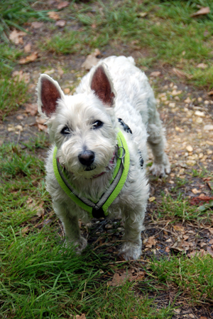 Close up colour photograph of a Westie looking up at the camera from a field.