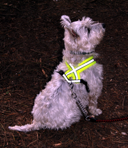 Colour photograph of a Westie sitting alertly on earth.