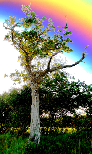 Digitally manipulated colour photograph of a small tree at dusk, with another plant entwined with it.