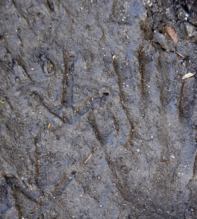 Colour photograph of hand print and bird tracks in firm mud.