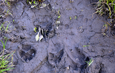 Colour photograph of hand prints and animal prints in clay mud, with grass round the edges.