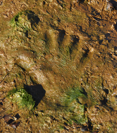 Colour photograph of hand print in orange brown mud, with pond weed inset.