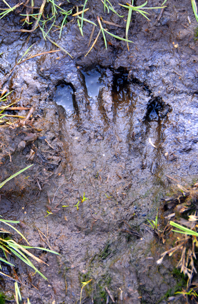 Colour photograph of hand print in wet boggy mud, with grass at the sides and bottom of the image.