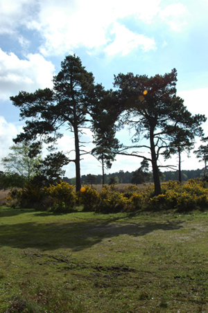 Colour photograph of two trees casting their shadow on the grass in front of them. Behind them are gorse bushes and heathland. There are white clouds against a blue sky.