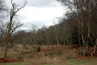 Colour photograph of mostly bare trees, brown bracken and faded grass