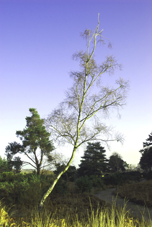Ditigally manipulated colour photograph of a tree rising from the heath, bare of leaves