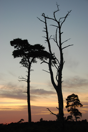 Colour photograph of three trees on the heath outlined against the sunset.