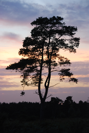 Colour photograph of a tree on the heath outlined against the sunset.