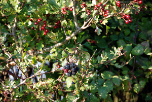 Colour photograph of red berries and blackberries on a hedgerow.