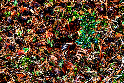 Digitally manipulated colour photograph of the ground, covered in pine cones and holly