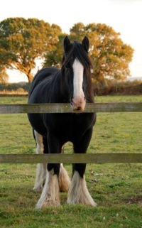 Colour photograph of a large horse with a white blaze on his forehead and shaggy white legs looking towards the camera over a fence.