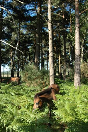 Colour photograph of a brown pony feeding on ferns. Another pony can be seen in the pine trees behind.
