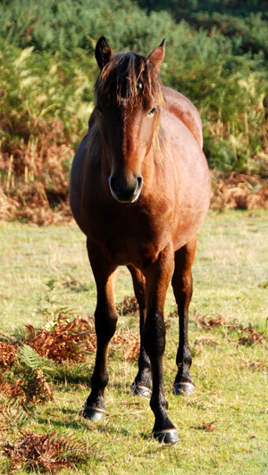 Colour photograph of a brown New Forest pony grazing in front of bracken, and facing the camera.