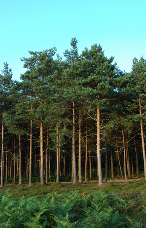 Colour photograph of pine trees seen from a clearing.