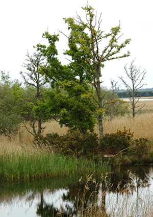 Colour photograph of two small trees, their reflections visible in pond water in front of them. There are long grasses in the foreground, and grasses, reeds, bushes and other small trees in the background, along with another strip of water. The sky is bright light grey.