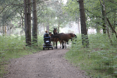 Colour photograph of Ju on her scooter in the woodlands, surrounded by three brown ponies.