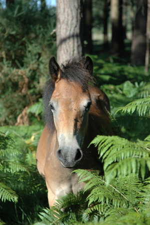 Close up photograph of a brown pony feeding on ferns. The trunks of pine trees can be seen in the background.