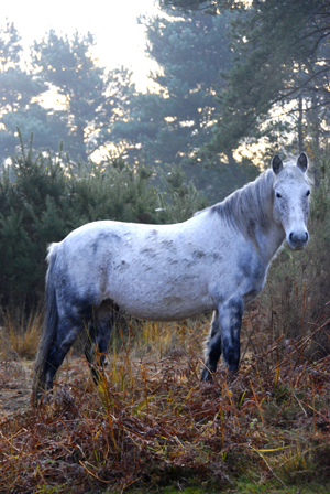 Colour photograph of a white New Forest pony turning to look at the camera, with gorse and mist behind it.
