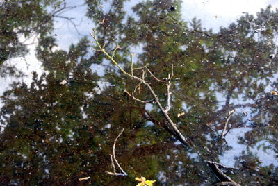 Colour photographs of tree tops reflected in water.