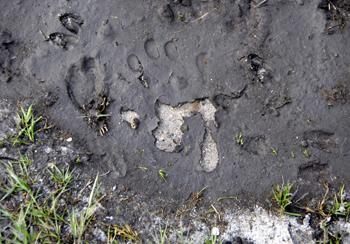 Colour photograph of a hand print in mud and sand, alongside animal track marks