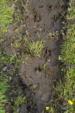 Colour photograph of a hand print in mud and grass, alongside animal track marks