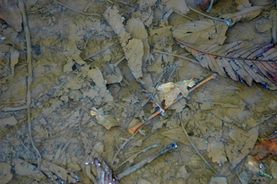 Colour photograph of dead leaves in a puddle.
