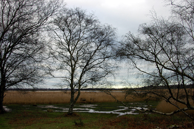 Colour photograph of bare trees, with yellow-brown reedbeds behind them, and water lying on the grass under the trees, with a grey sky