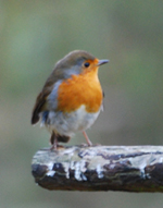 Colour photograph of a robin perched on a stick.