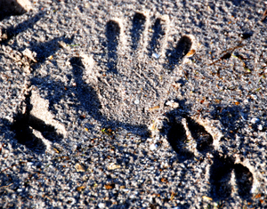 Colour photograph of Ju's handprint in the sand, next to tracks left by a bird